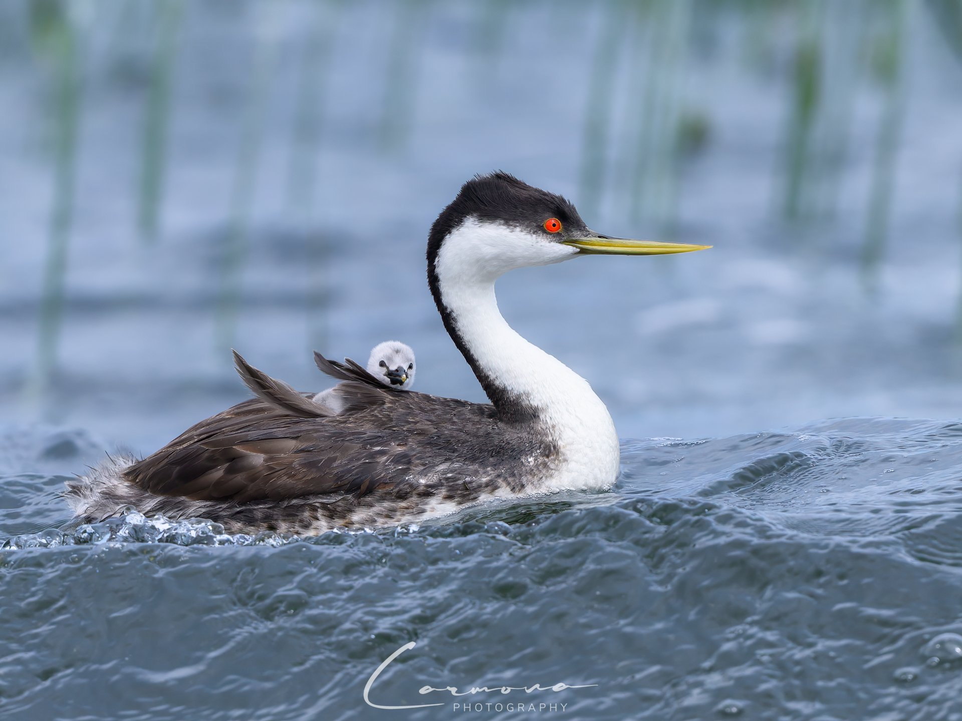 Western Grebe with Baby