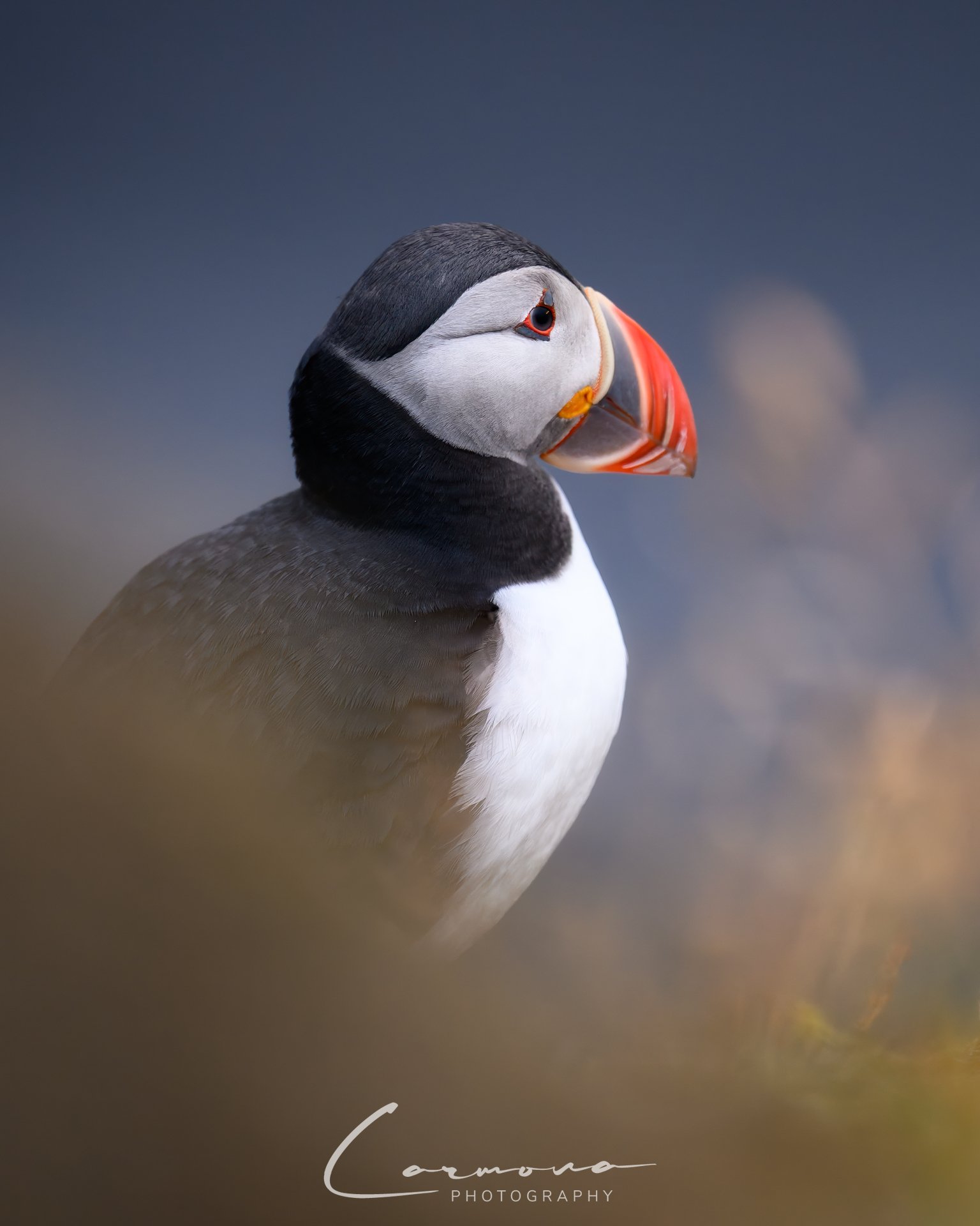 Atlantic Puffin - Iceland