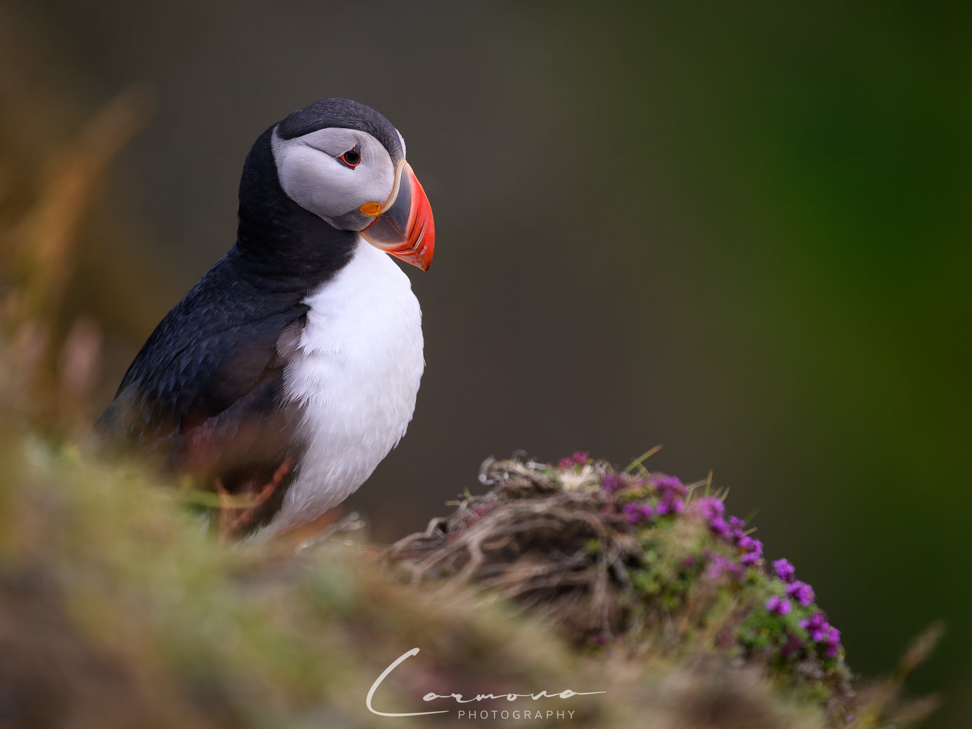 Atlantic Puffin - Iceland