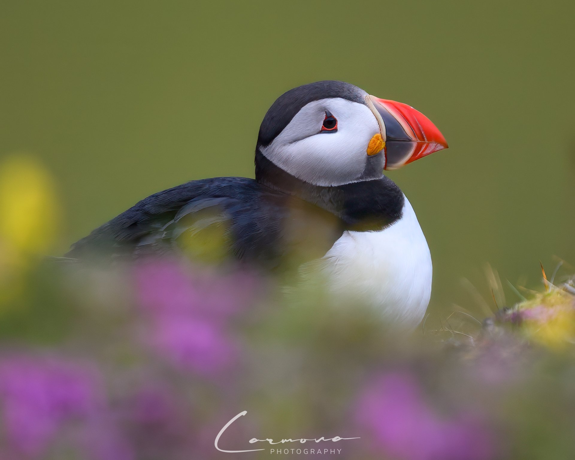 Atlantic Puffin - Iceland
