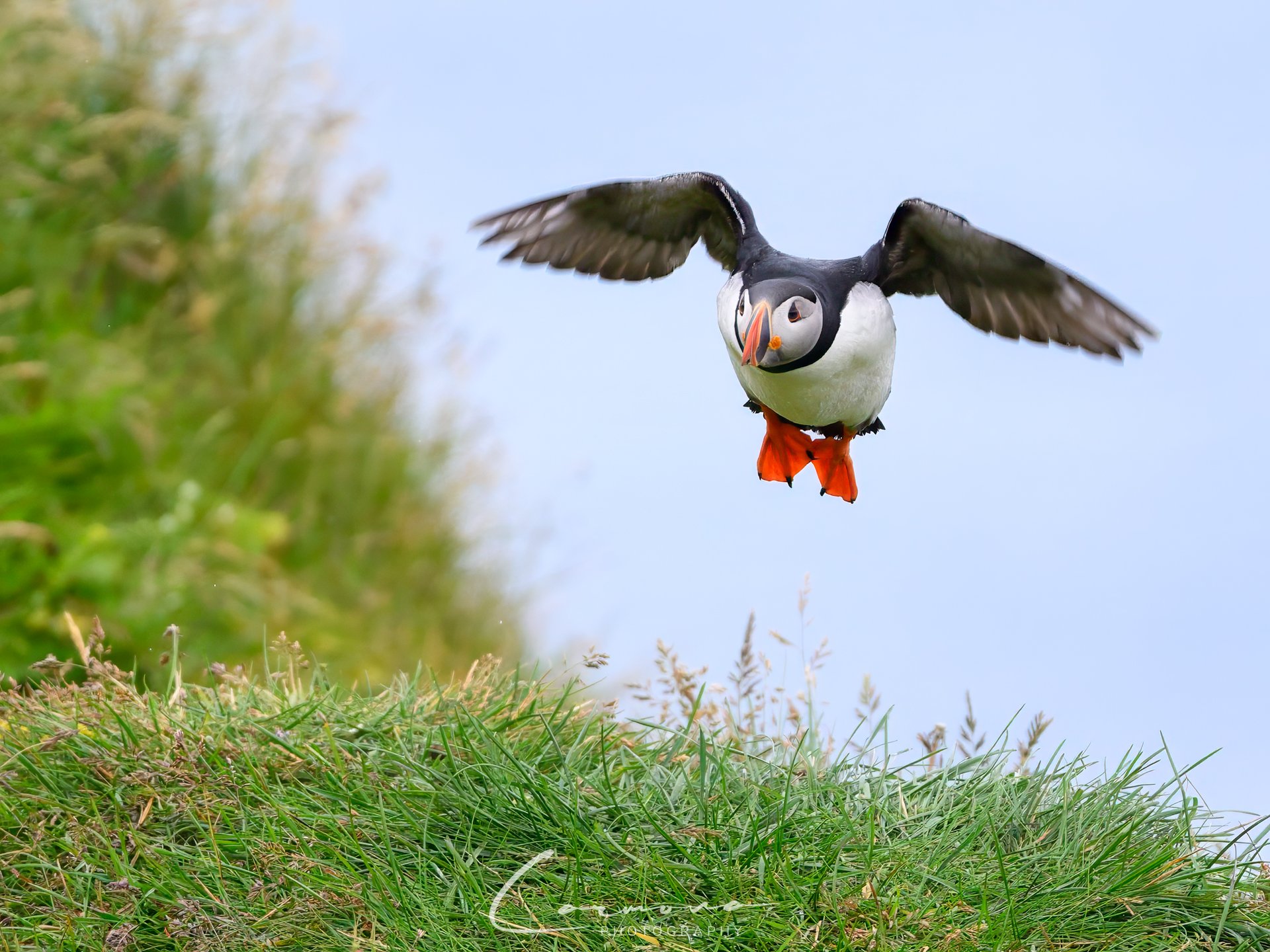 Atlantic Puffin - Iceland