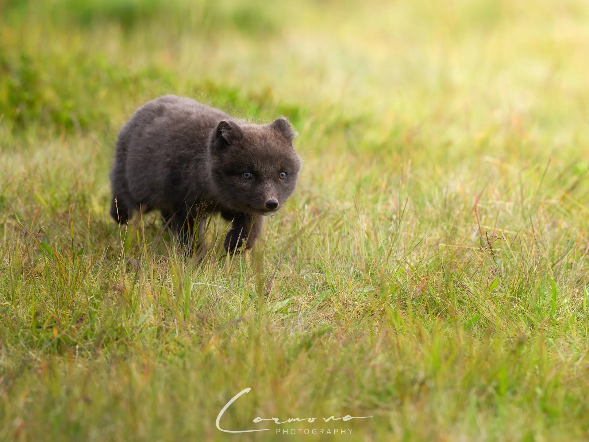 Arctic Fox kit - Iceland