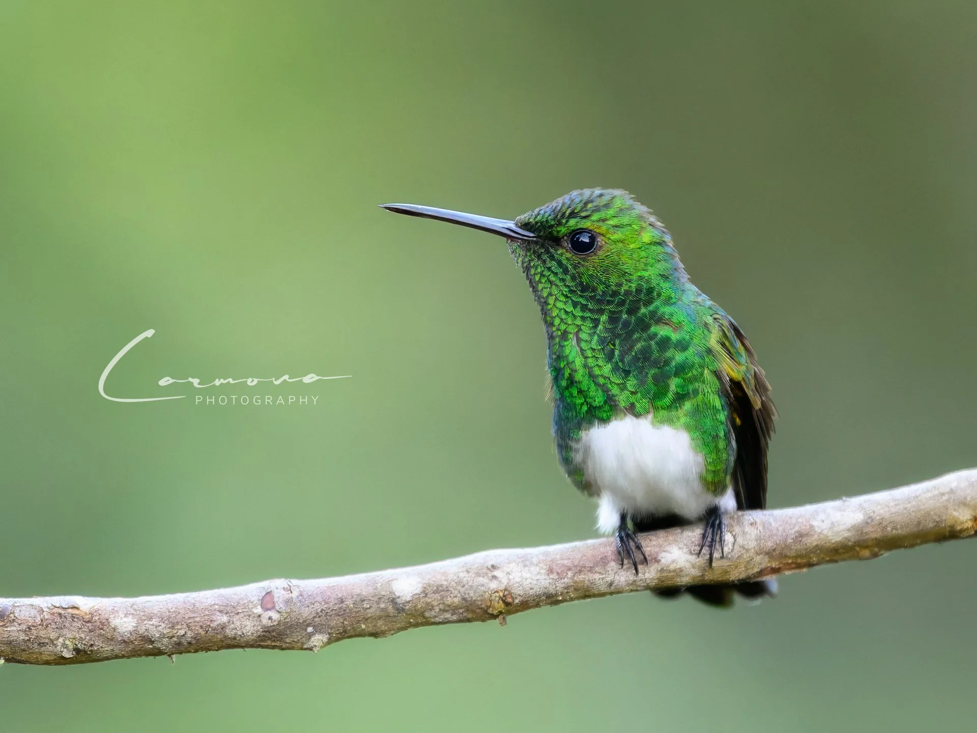 Snowy-bellied Hummingbird