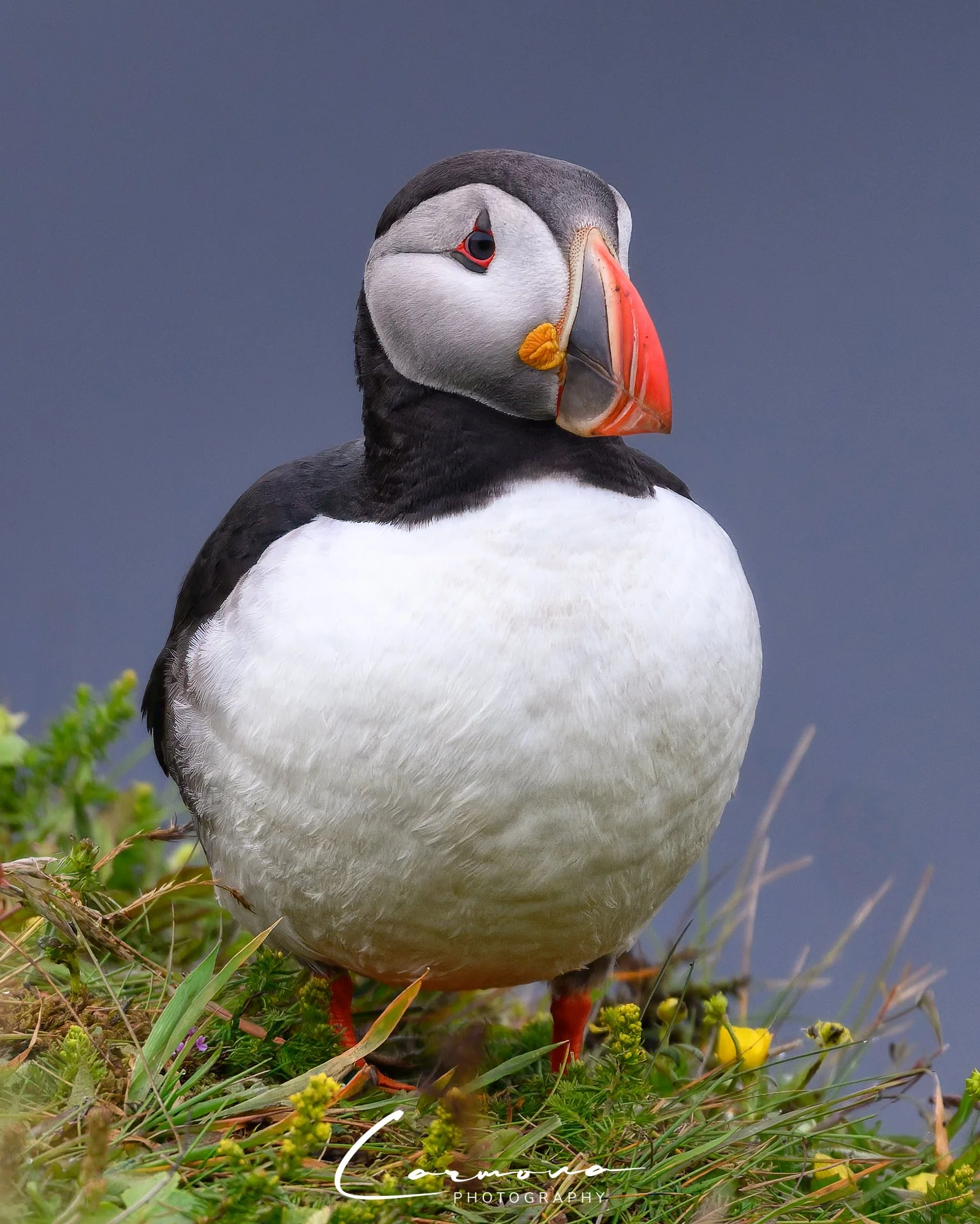Atlantic Puffin - Iceland