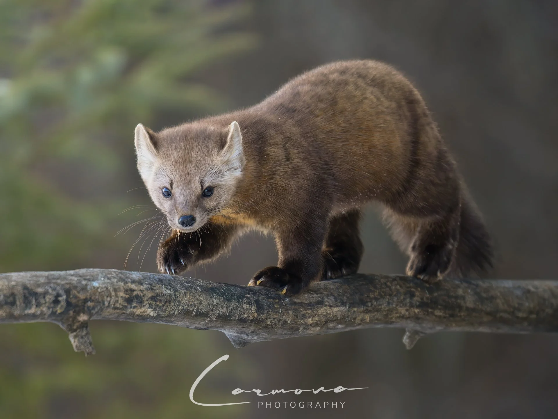 American Marten
