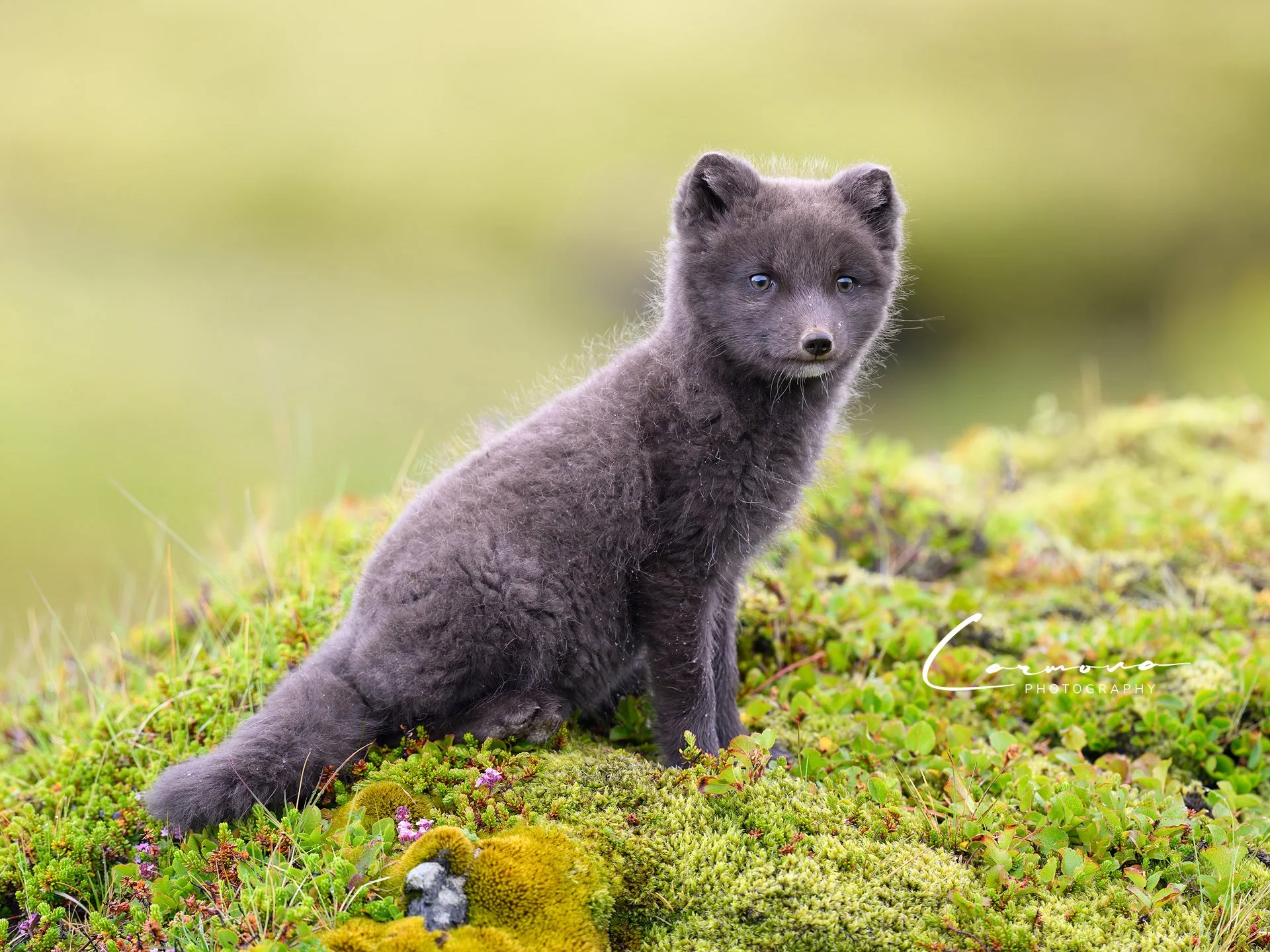 Arctic Fox Kit - Iceland