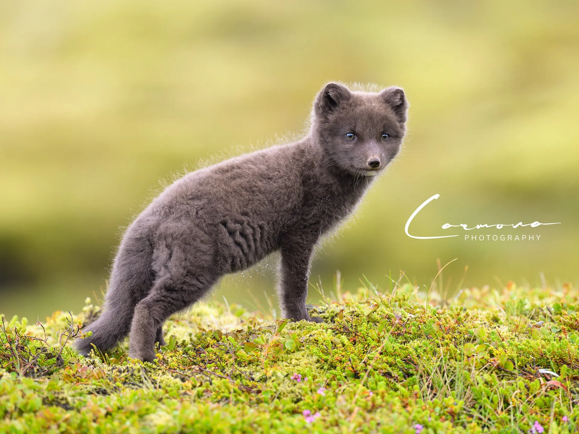 Arctic Fox Kit - Iceland