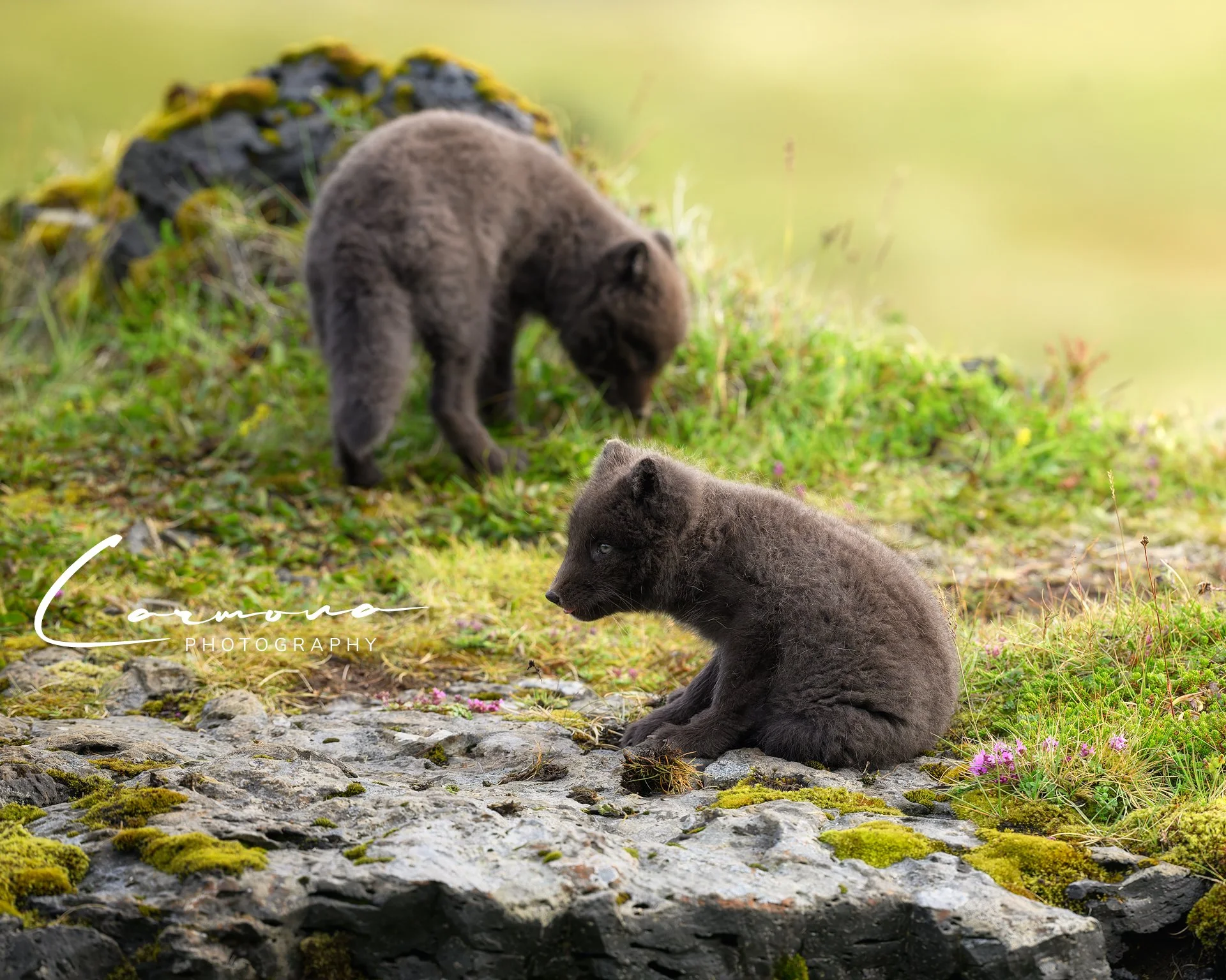Arctic Fox Kits - Iceland