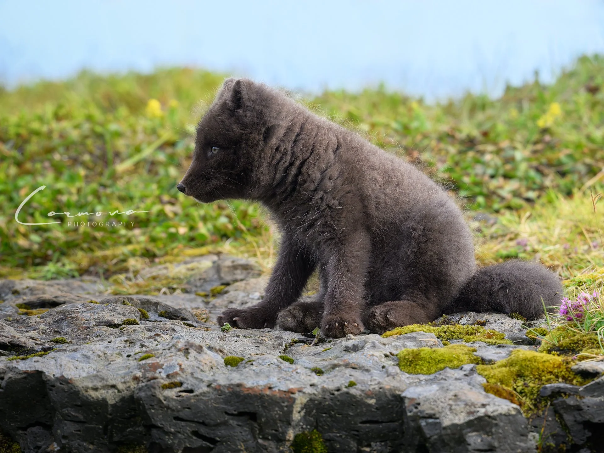 Arctic Fox Kit - Iceland