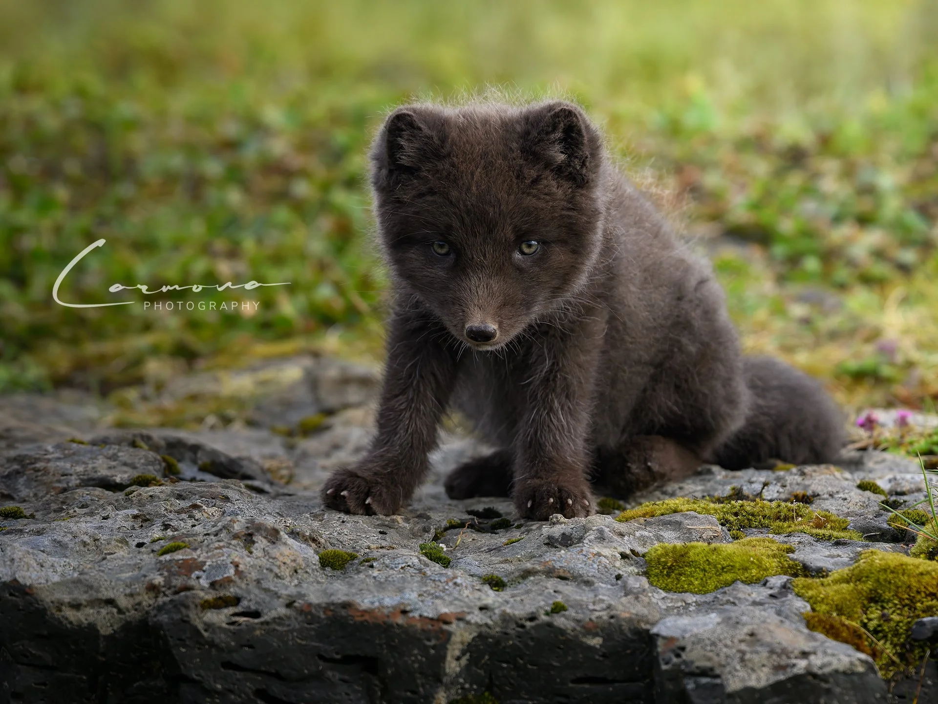 Arctic Fox Kit - Iceland