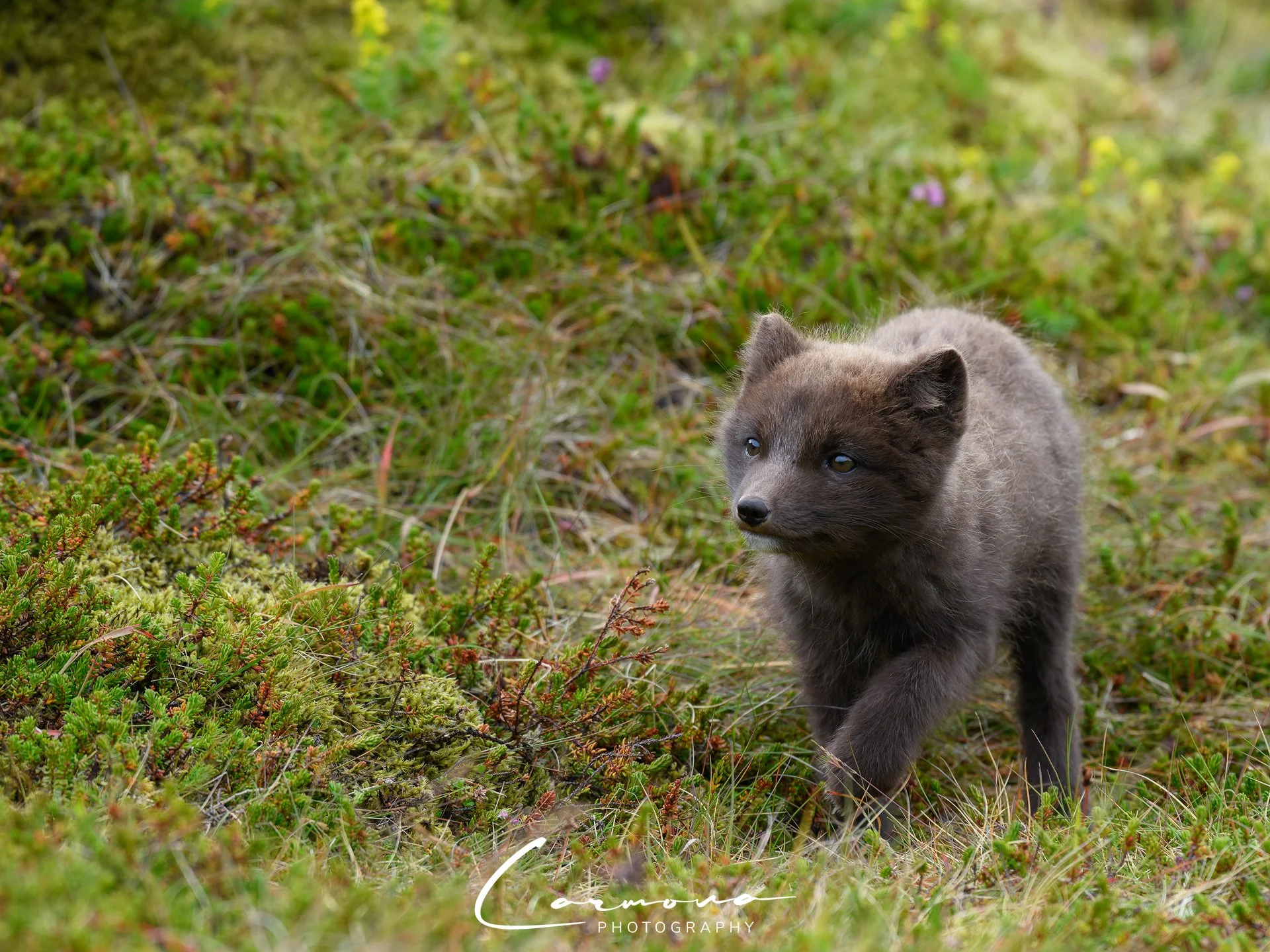 Arctic Fox Kit - Iceland