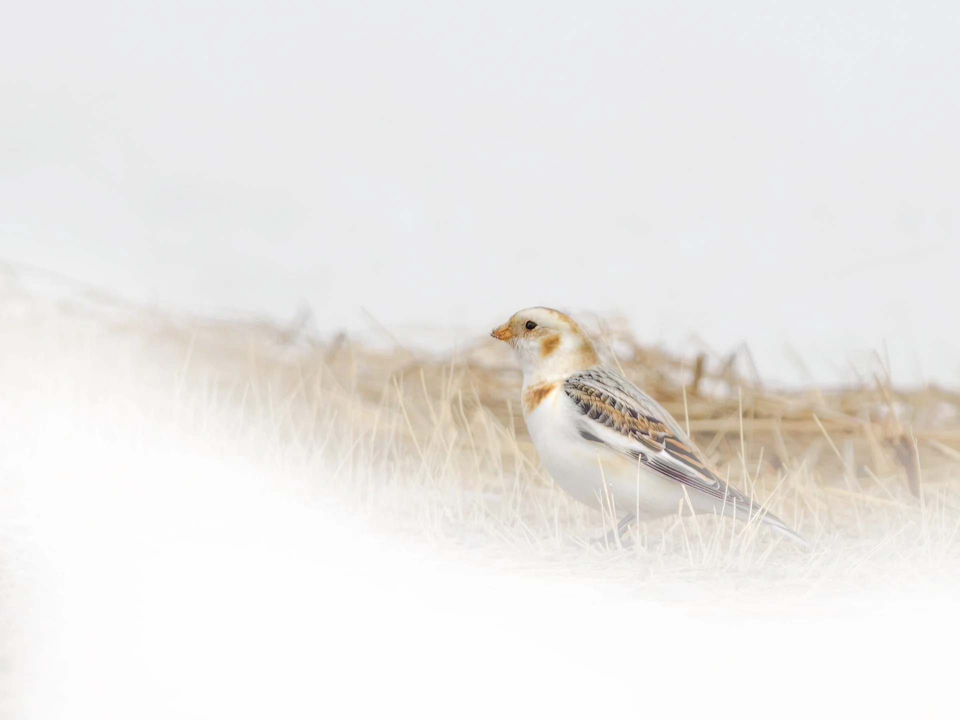_3033591-snow_bonting1920px.jpg