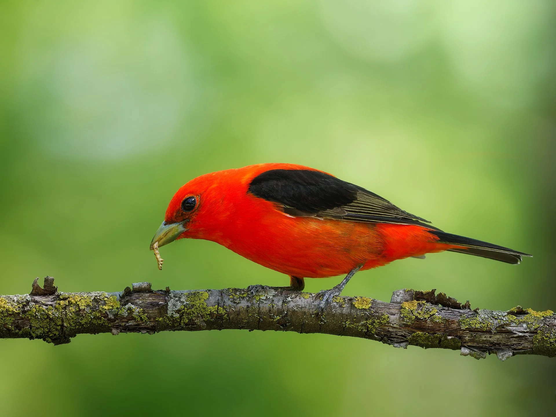 _5261686_scarlet_tanager-1920px.jpg