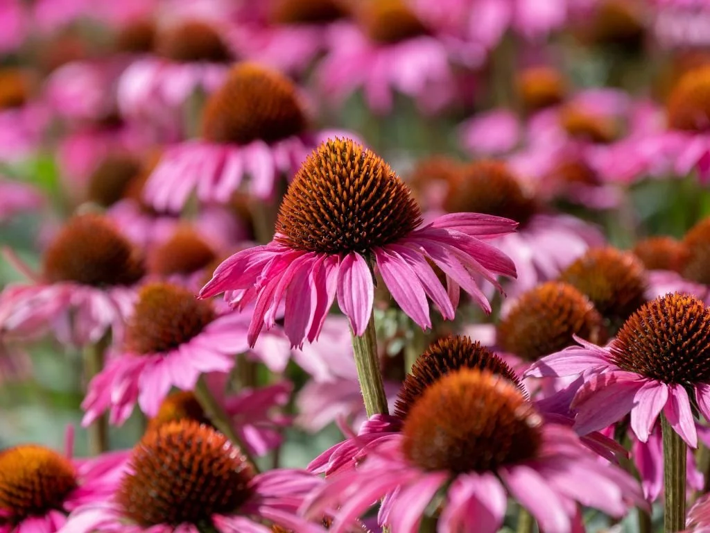 Winter and Spring in Charlotte: What to Expect After You Move