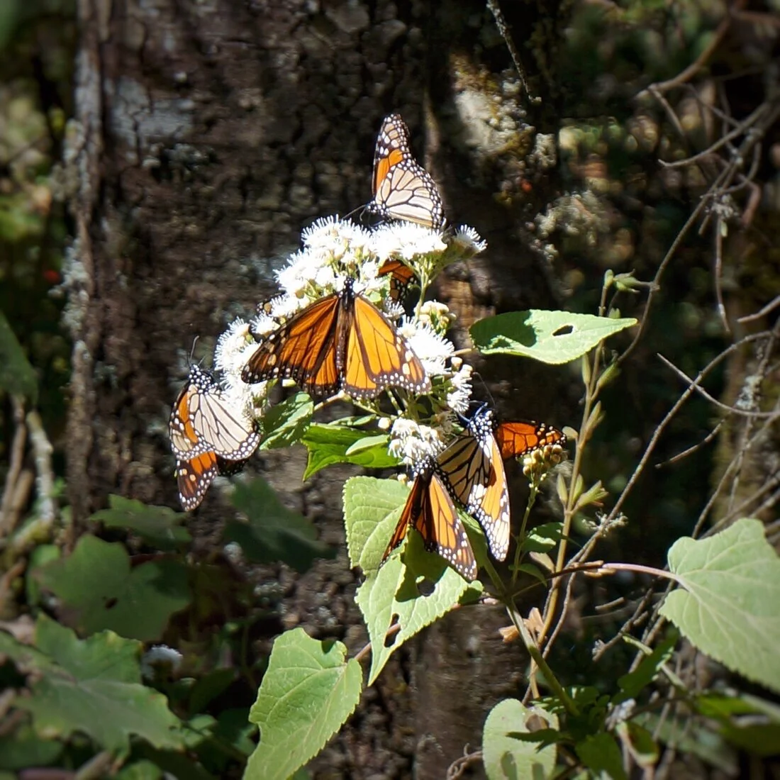 Mexico 7: From the City to the Mountains