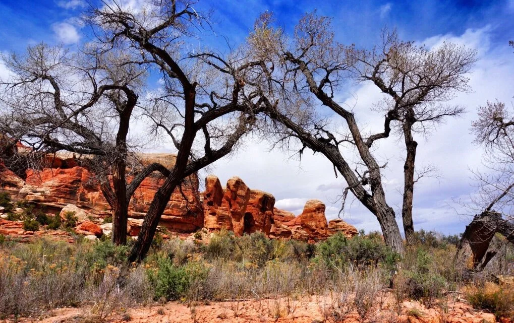 I PROMISED THE TREES MY RELIGION (~85 miles on the Hayduke trail)