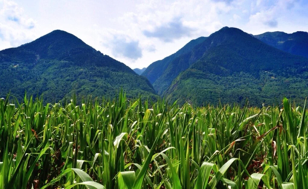 Italy 2: A Glimpse of Italian Agriculture: A Tour of Northern Italy by Bus and Train
