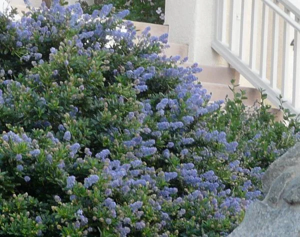 Ceanothus-Joyce-Coulter.jpg