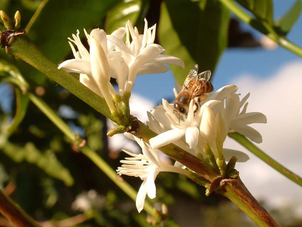 Thanksgiving Coffee shows us how to Bee the Change