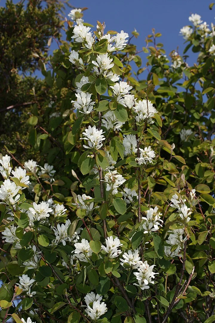 Serviceberry
