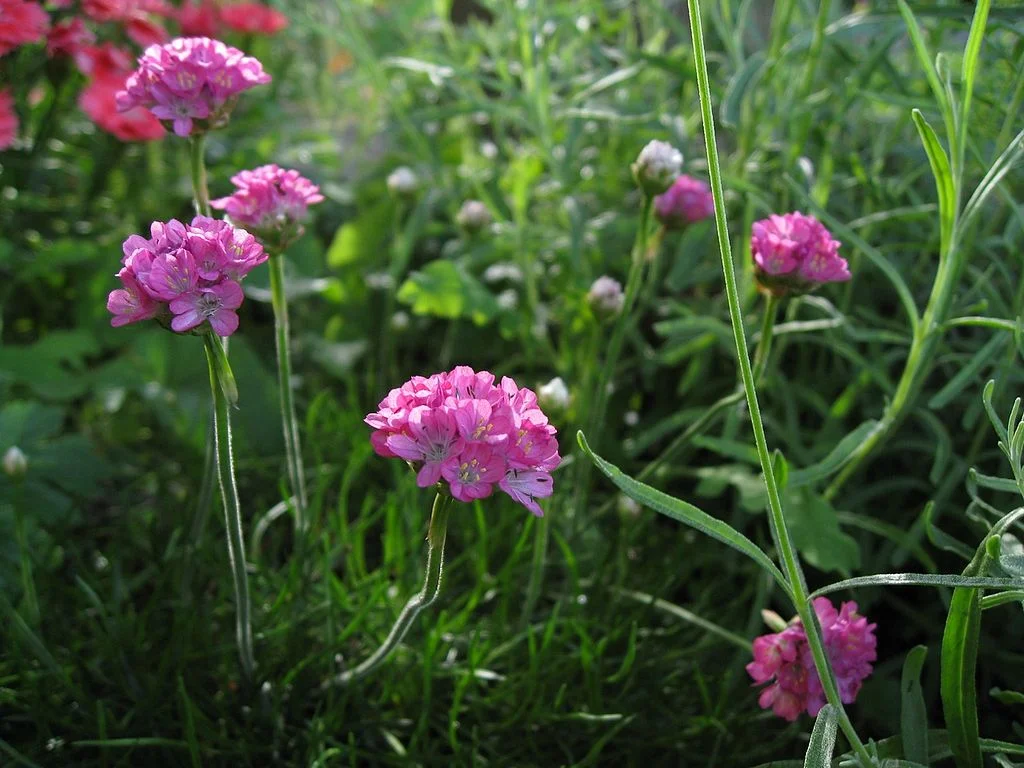Sea Pink