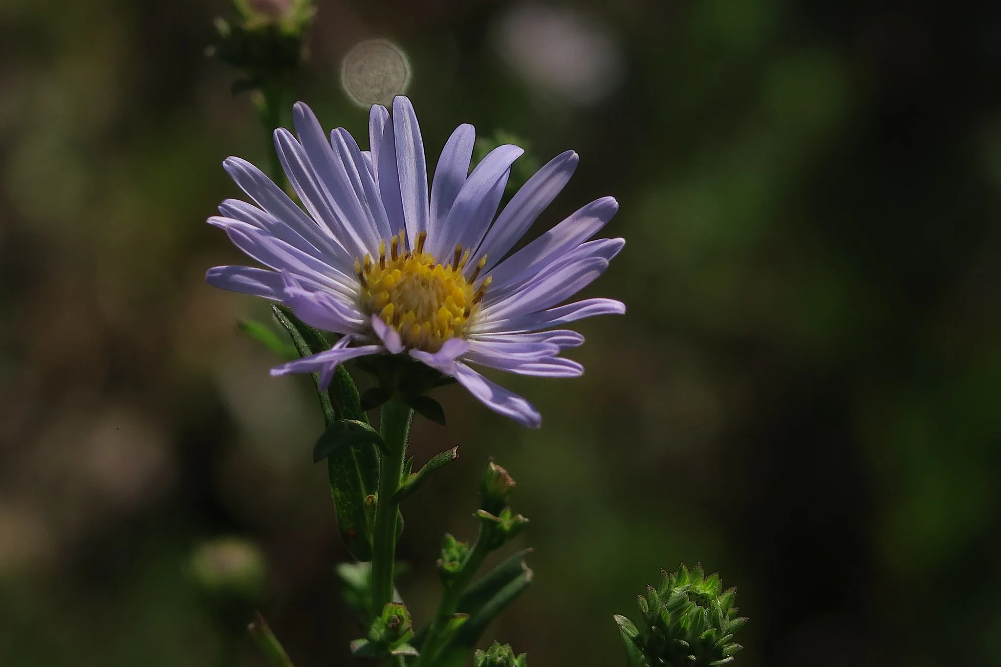 California Aster