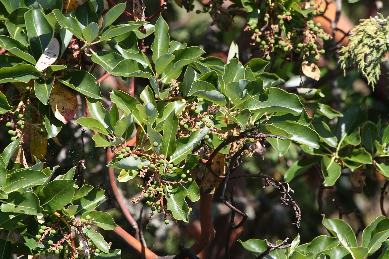 Pacific Madrone