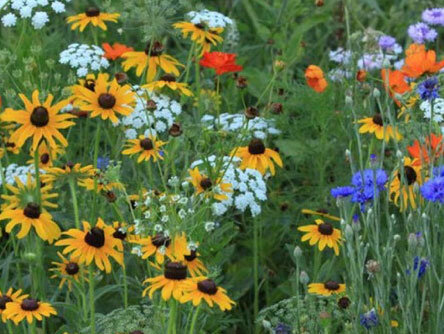 Wildflower Garden