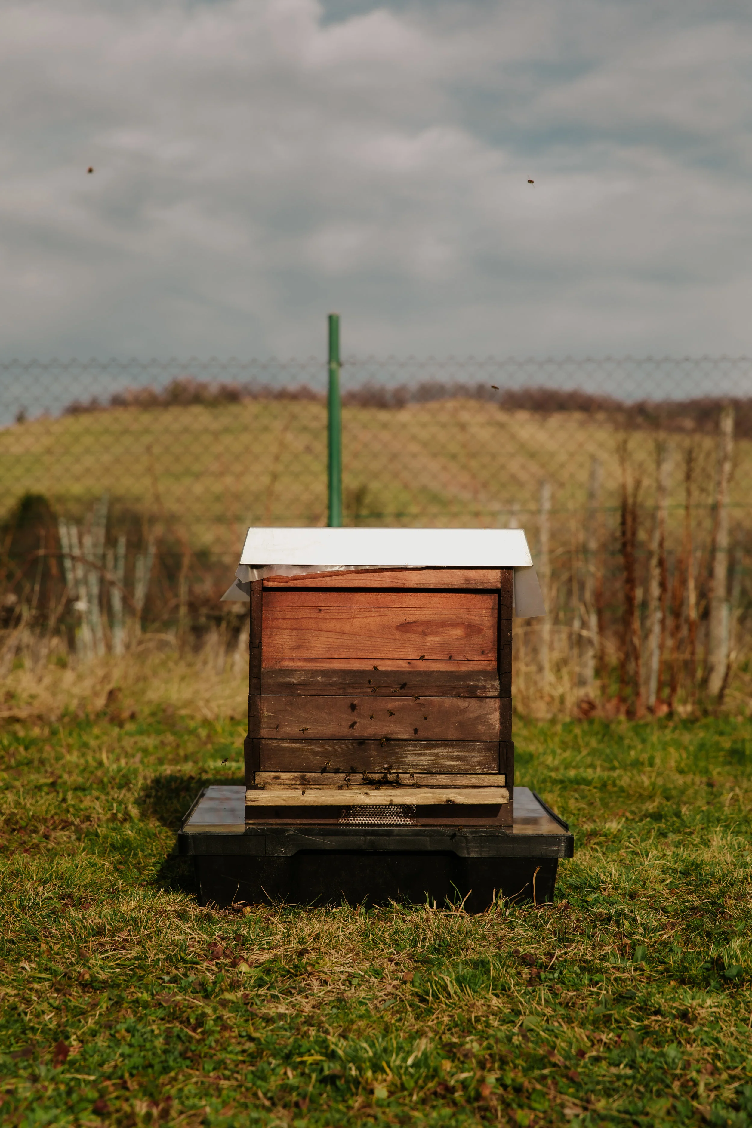 Almond Milk Producers Need to Insist on Bee-Friendly Growing Practices