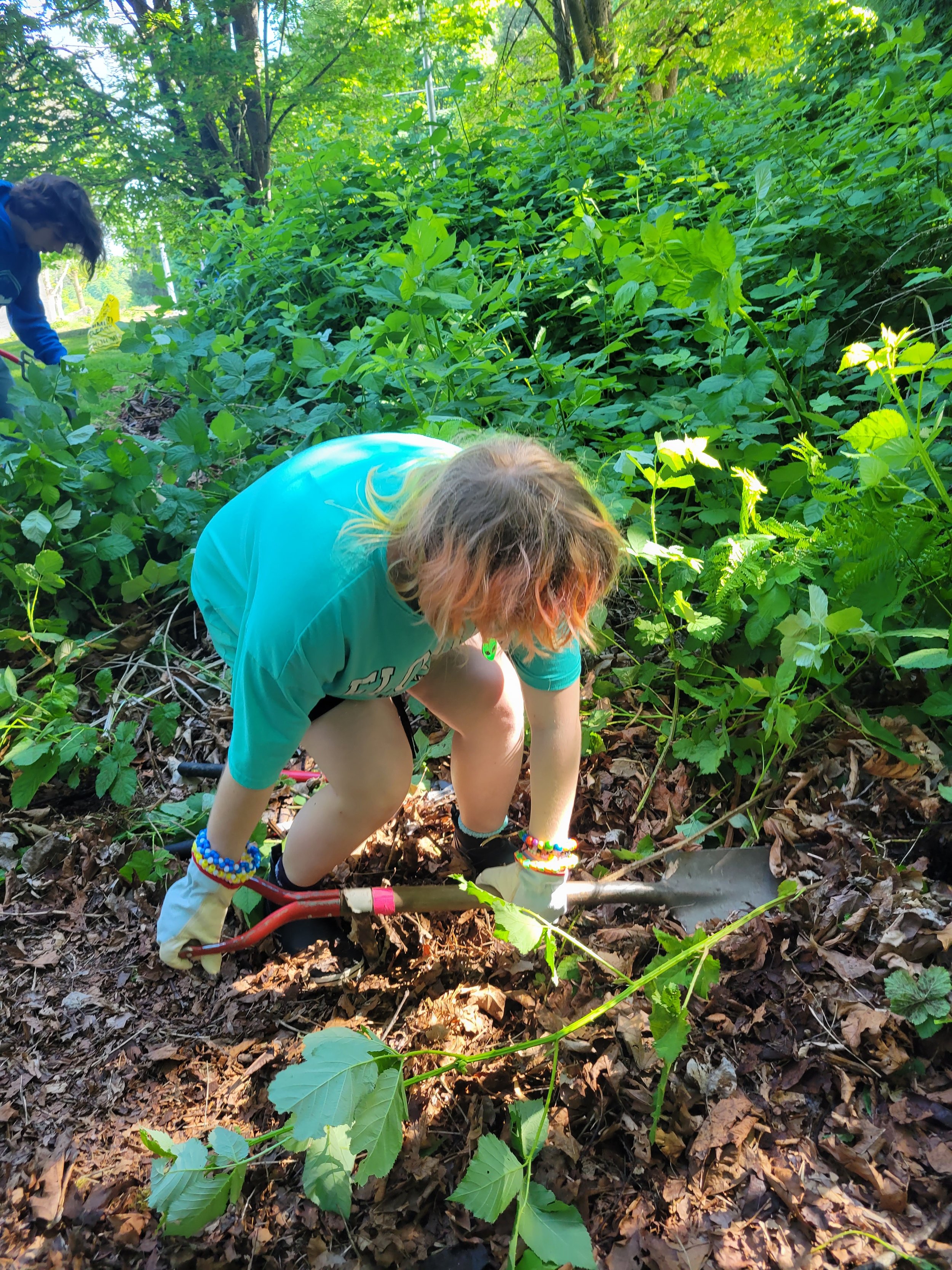 alonie planting .jpg