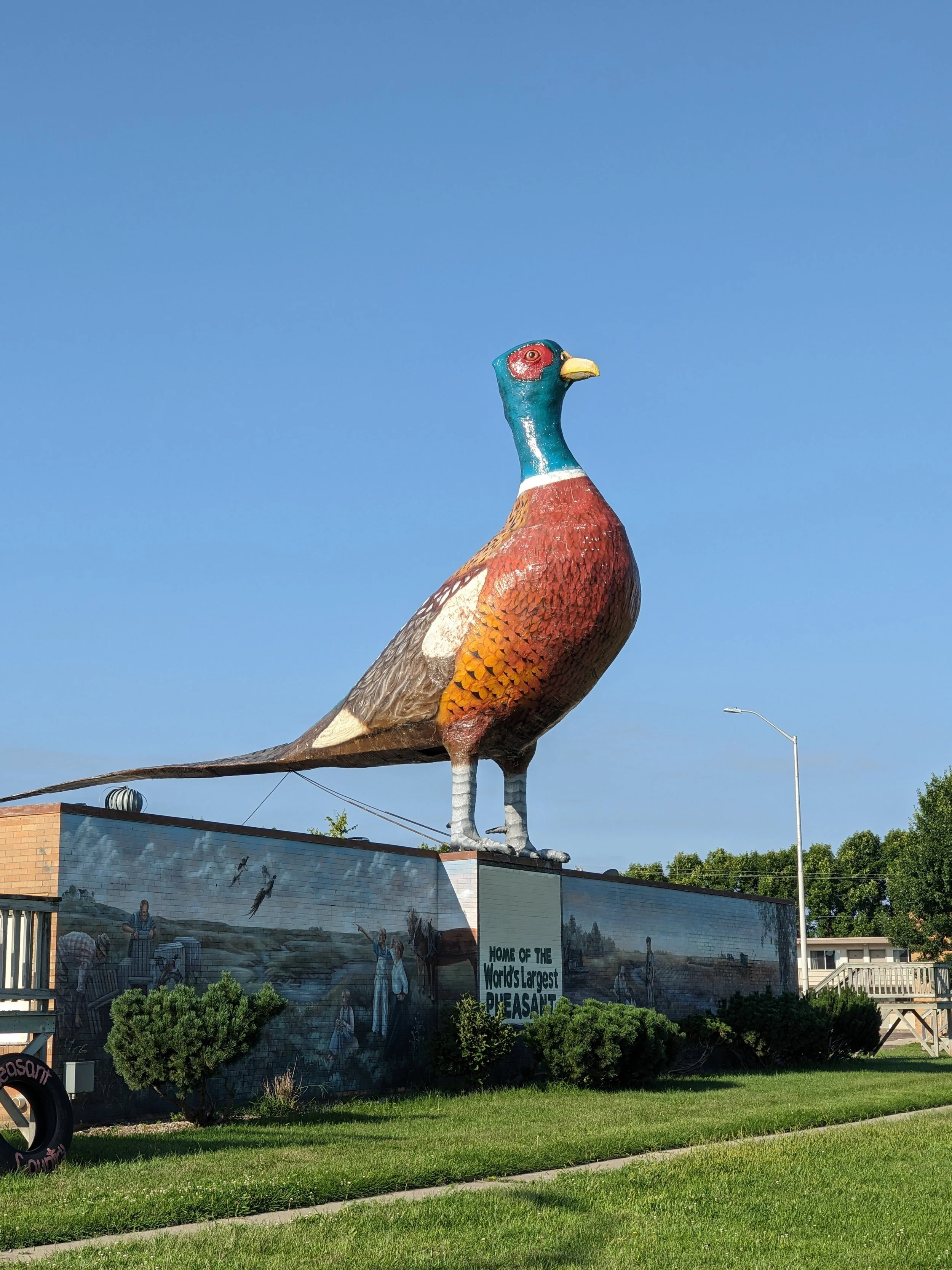 World’s Largest Pheasant