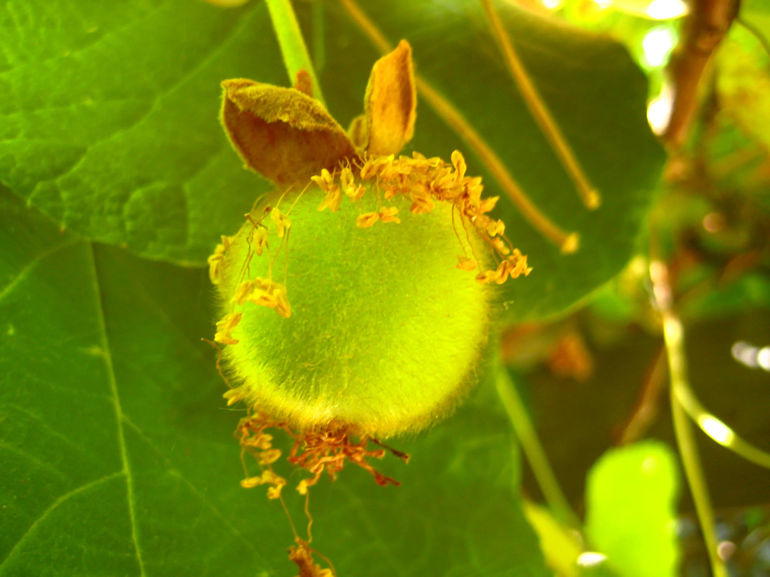 Kiwi.jpg