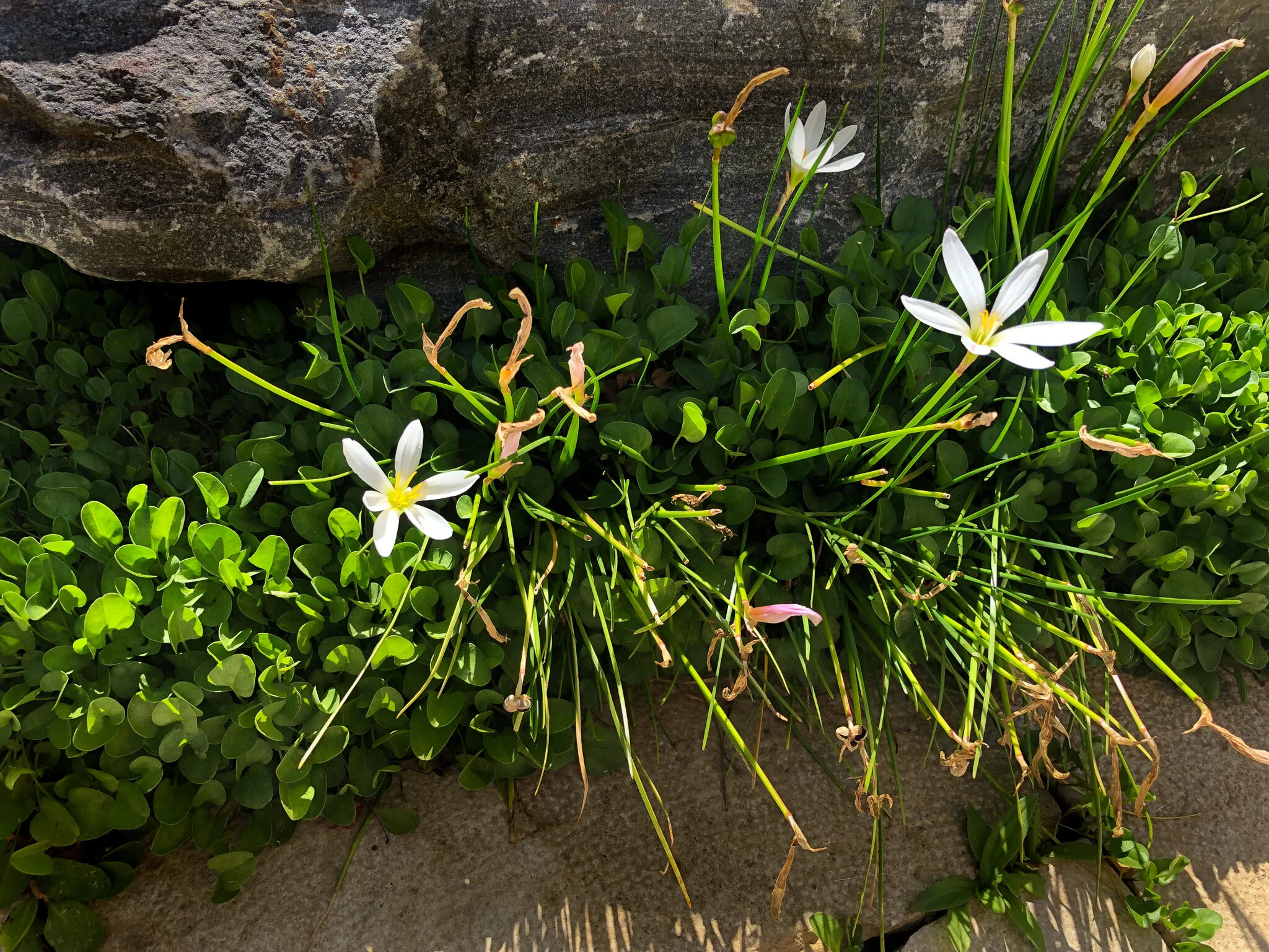 plants in nooks and crannies