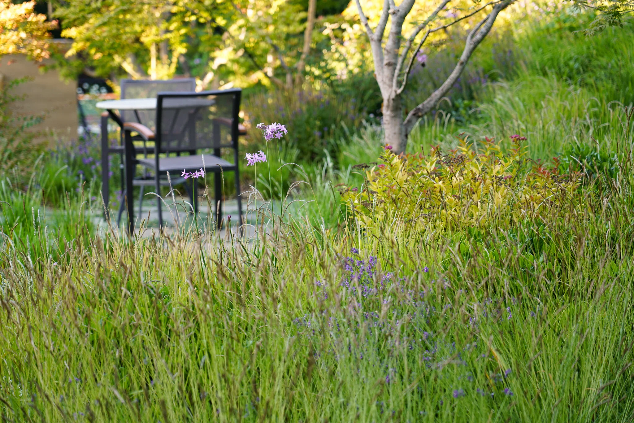 rust toned grasses and wild flowers