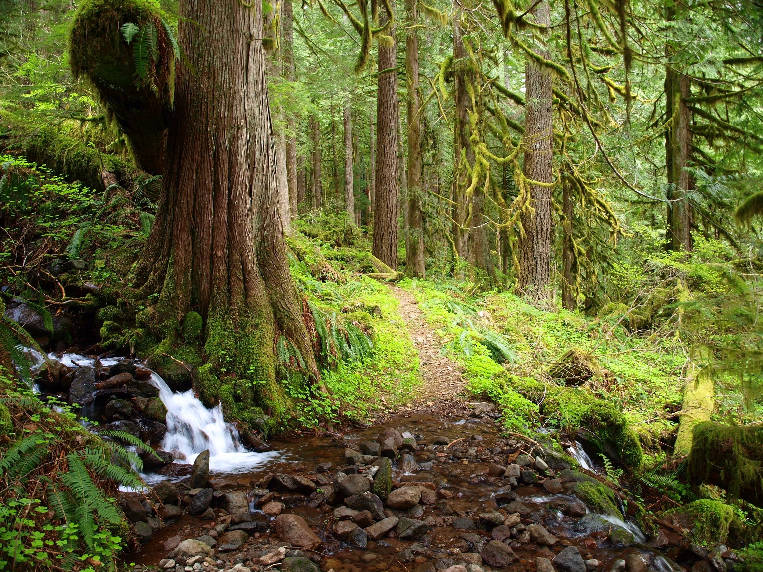 image forest.jpeg