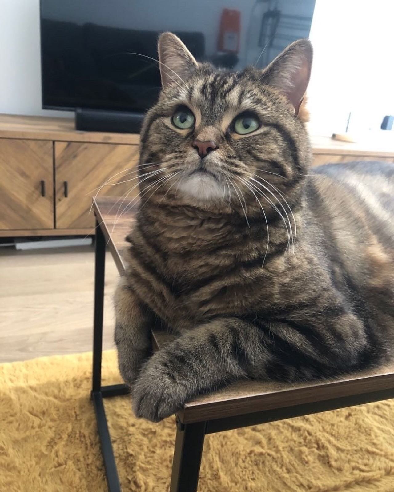 Maru - the sweetest little boy 😍 made a very special bond with our @charsaunders last week! ❤️

#catsofinstagram #catoftheday #cambridge #catstagram #cambridgeshire #petsitter #catsitter #petsofinstagram #petlover #cambridgeuk