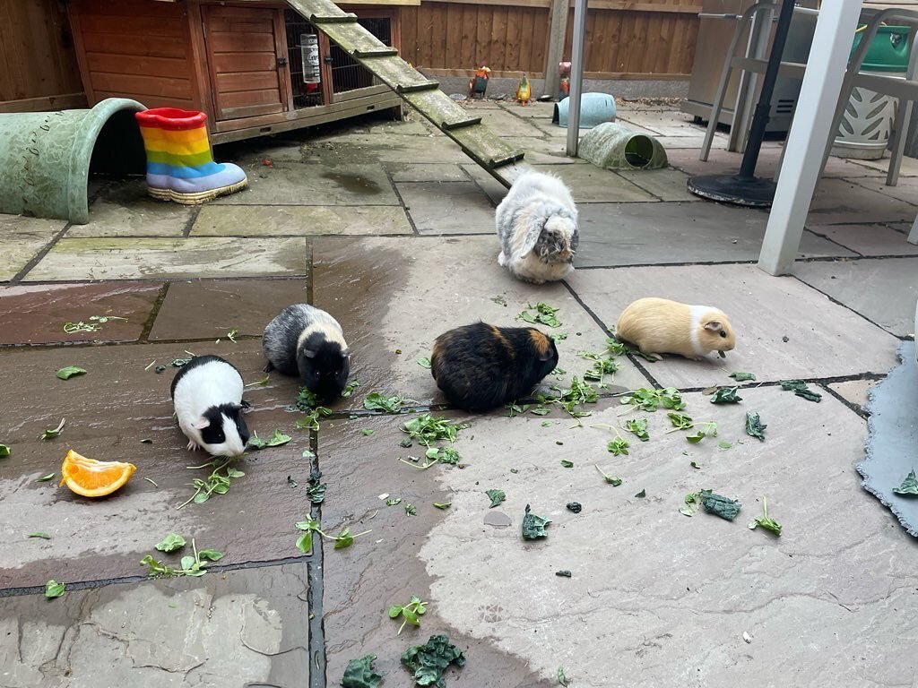 The lovely Louise is enjoying looking after Guinea Pigs Bollinger, Laurent, Piper &amp; Tattinger (Tatty) 🍾 and their sister Elsa the rabbit 🐰 this weekend! Here they all are enjoying their breakfast 🥦 🍊

#guineapigs #rabbits #petsofinstagram #pe