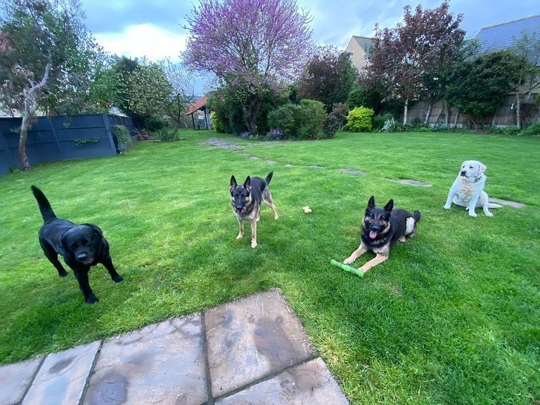 What do you do when your 2 German Shepherds, 2 Labradors, a cat and a pond full of koi fish need care while you&rsquo;re away? Book @thestamfordcatsitter of course! 🐶 🐱 🐠