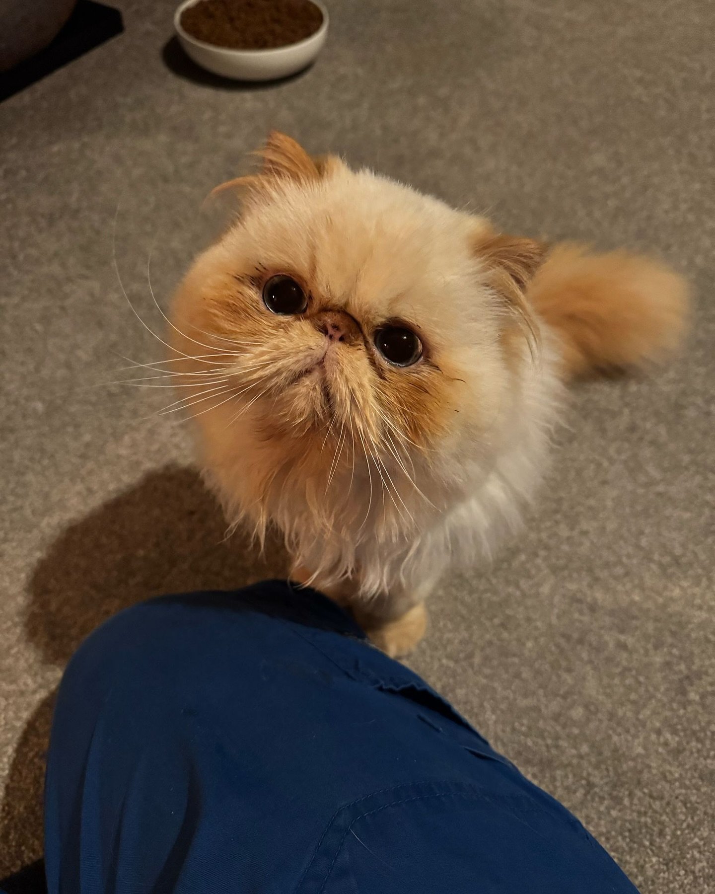 Imagine getting assigned to a cat-sitting visit and being greeted by these faces 🥹 talk about a lucky day for our sitter Georgia! Peach, Myrtle, Darth, and Luna certainly know how to steal hearts (and camera time) 🥰📸 #BestJobEver #PersianSquad