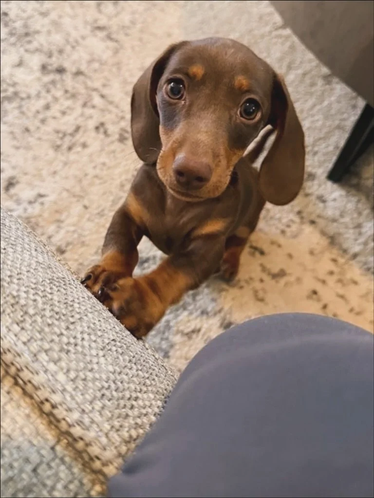It&rsquo;s been a week full of sausage dog snuggles and we are LOVING it ❤️ 

#sausagedogpuppy #puppy #petsitter #daschund