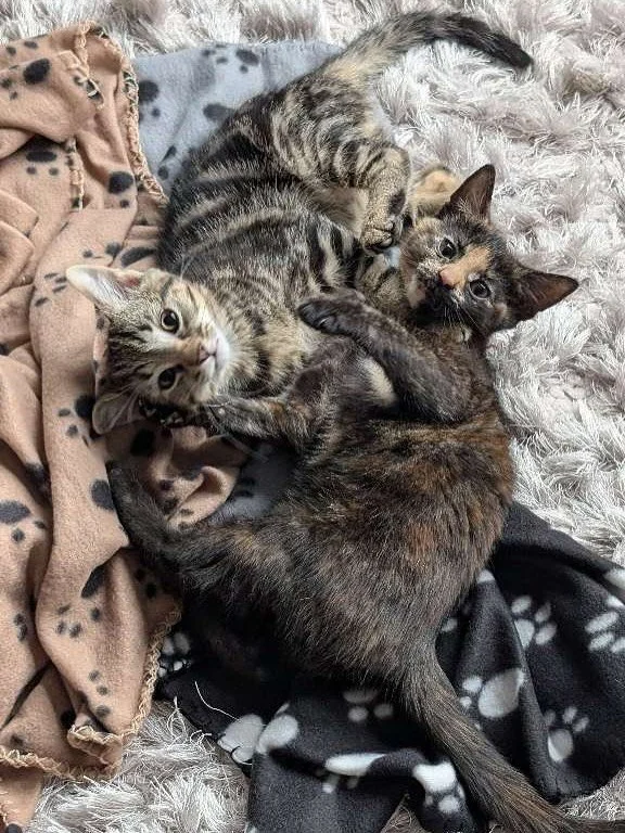 📚✏️ Back to school vibes in Cambridge this September&hellip; meanwhile the cats are busy with their own lessons: balcony lounging, door-top acrobatics, snack appreciation, and of course, perfecting the art of the selfie. 🍂🐾 #TheCambridgeCatsitter