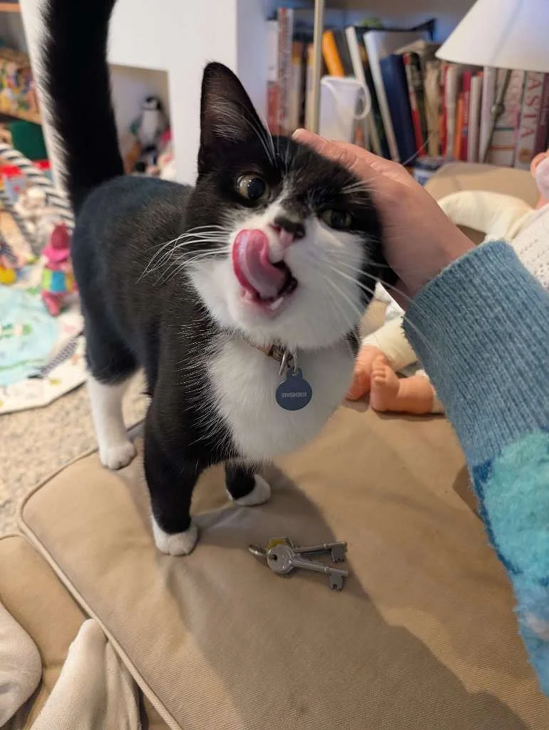 Meet Solstice, Freya&rsquo;s newest cuddle buddy 🌞 🌙 For him, the longest day means more strokes, and the shortest night means extra sofa snuggles 😻