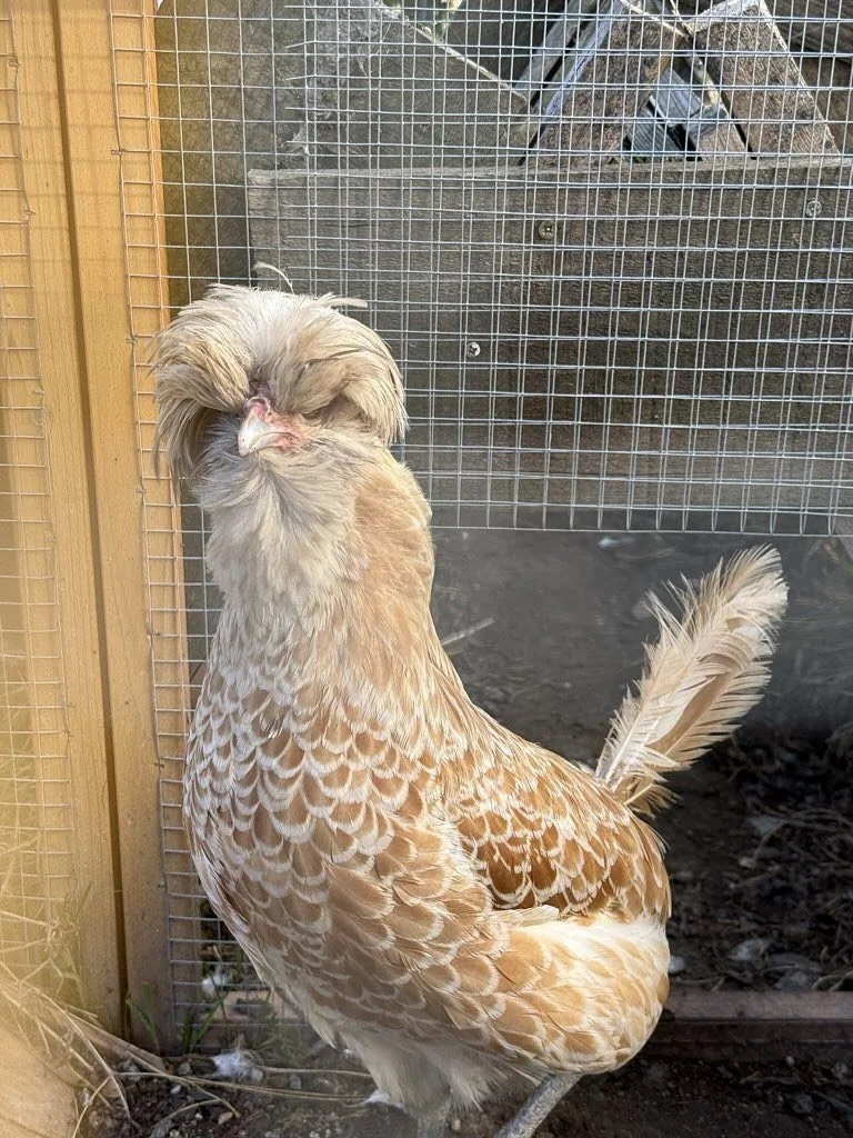 POV: You booked cat sitting, but the chickens stole the show 🐔🐾
Last week sitters Emma and Lucy looked after four friendly hens (and some cats too!) — with the added perk of collecting fresh eggs each day 🍳 💛