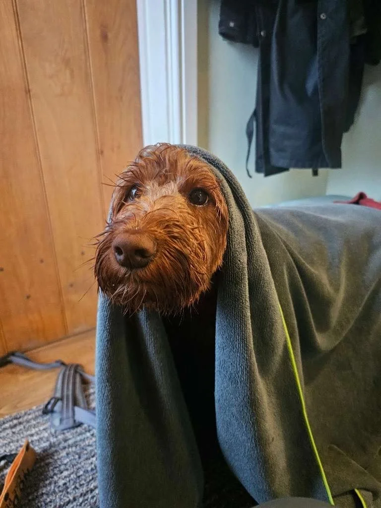 🐾 A lovely full day with sweet Islay 🤍

Our sitter Lydia F spent the day with her while her humans were off on a long Cheltenham adventure, and she was an absolute angel from start to finish. ❤️

A soggy little walk in the fields (complete with hor