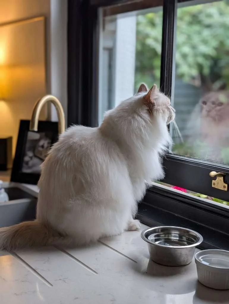 Just a few Cathys at the window, yearning for their Heathcliff. 🥀🖤

#wutheringheights #literarypets #petsittinglife