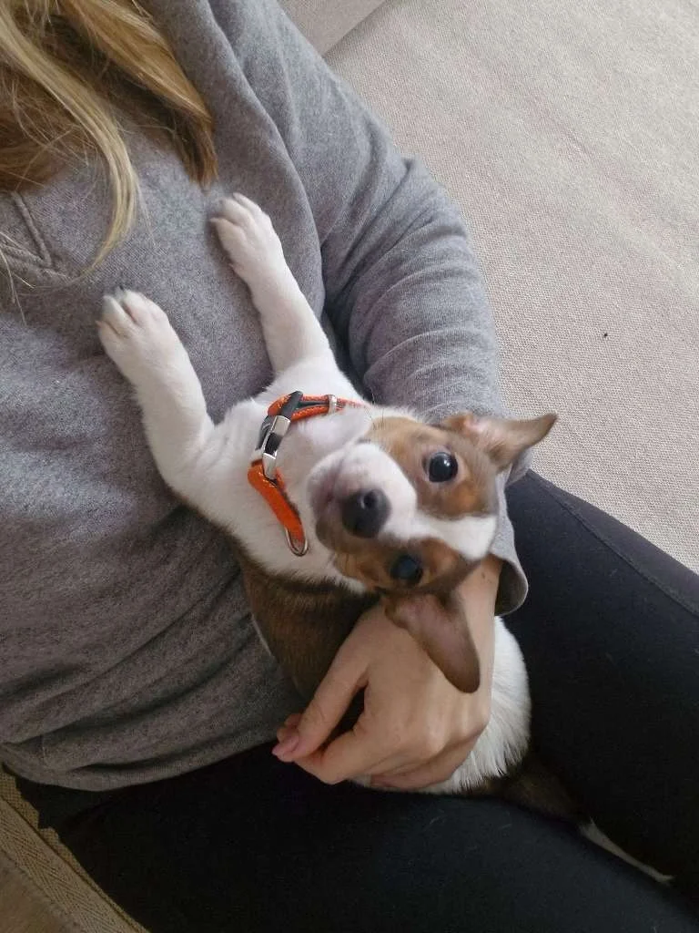 A January week at The Stamford Catsitter 🐶🐱
From woodland walks and splashing in rivers to sofa cuddles at home.
Puppy visits, playtime, gentle care (including a cat who needed his teeth cleaned!🦷 😻) and lots of love in between.
All from the last