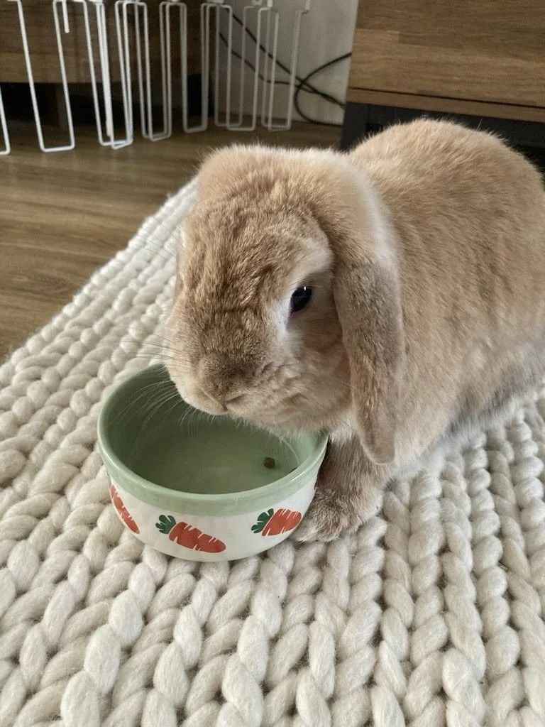 March so far 🌿🐾

Sunshine naps, muddy walks, bunny adventures and lots of cat cuddles. 

Spring is slowly starting to make an appearance&hellip;☀️🌼

Can you spot your pet in the photos? 👀🐾