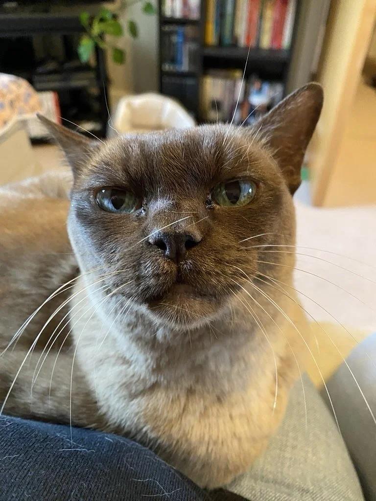 That half-term face 😾😂
It&rsquo;s been a busy couple of weeks here in Cambridge - full of cuddles, chaos, and a few cats who clearly have opinions! 🐾🍁

#TheCambridgeCatsitter #CatSitterLife #PetSittingUK #CatsofCambridge
