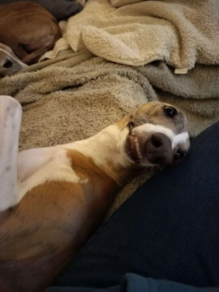 A little bit of everything from two very different dog sits 💛

First up, tiny tornado Mabel, the August-born cockador puppy in Cambridge - full of zoomies, digging, treats, kisses and non-stop mischief 🐶✨

Then over in Royston was some much calmer 