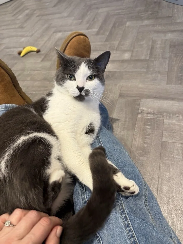 A very gentle start to February in Cambridge 🐾
Lots of sleepy cats, relaxed dogs, and plenty of calm, cosy visits while the winter weather does its thing outside. ❄️ 🌧️ 

Nothing better than knowing your pets are warm, settled and cared for at home